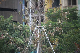 Video: Cây phong xứ lạnh ra sao trong chảo lửa Hà Nội?