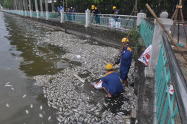 Video: Cận cảnh cá Hồ Tây chết nổi trắng bốc mùi hôi thối
