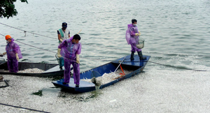 Nguyên nhân cá chết nổi trắng Hồ Tây, vớt mãi không hết