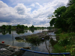 Hàng tấn cá lồng ở Thừa Thiên - Huế chuẩn bị bán lăn ra chết hàng loạt