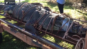 Clip: Cá sấu khổng lồ nặng 600kg sa lưới sau 10 năm bị săn lùng