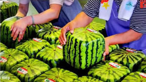 Dưa hấu vuông giá 4,5 triệu đồng/quả hút giới nhà giàu Hà Nội