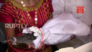 Thị trưởng Mexico cưới cá sấu làm vợ: 'Cô dâu' bị khóa mõm khi hôn chú rể