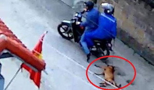 Clip: Cẩu tặc đi xe máy quăng thòng lọng trộm chó trong 1 nốt nhạc