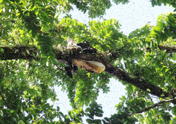 Ly kỳ chuyện săn mật ong trong rừng già