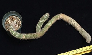 Điều không ngờ về loài xương rồng dị dạng có giá hàng tỷ đồng