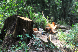 Kỷ luật nhiều cán bộ bảo vệ rừng ở Gia Lai