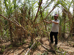 Dân trồng mía ôm nợ vì công ty thu mua ở Đắk Lắk hứa lèo