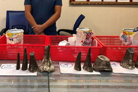 Bắt người đàn ông mang 12 sừng tê giác từ nước ngoài về Việt Nam