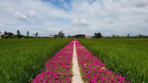 Clip: Con đường hoa đẹp như tiên cảnh ở Tiền Giang gây sốt