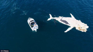 Video: Cá voi khổng lồ làm mồi cho đàn cá mập