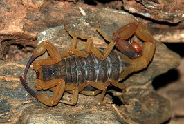 Bọ cạp 'xâm chiếm' Brazil, cắn chết hàng trăm người