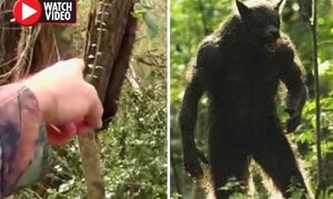 Video: Phát hiện sinh vật 'nửa người, nửa chó' khi đi bộ trong rừng