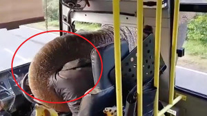 Clip: Voi chặn đầu xe buýt cướp chuối khiến tài xế sợ 'mất mật'