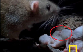 Clip: Đi kiếm ăn về, chuột mẹ đau đớn nhìn con bị rết khổng lồ cắn chết