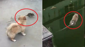 Clip: Bị chó truy sát, chuột nhảy xuống ao tự tử
