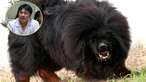 Hà Nội: Bé gái 8 tháng tuổi bị chó ngao Tây Tạng cắn chết thảm thương