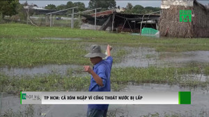 TP.HCM: Cống thoát nước bị lấp, dân uất ức nhìn biển nước nhấn chìm cả xóm trồng rau