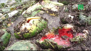 Nước nhấn chìm hoa màu ở Thanh Hóa, dân xót xa vứt hàng tấn dưa hấu cho bò ăn