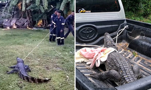 Video: Vào nhà dân kiếm thức ăn, cá sấu 'nổi điên', chống trả quyết liệt khi bị quây bắt