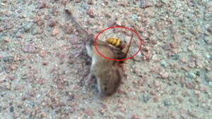 Clip: Ong chích độc liên hoàn, chuột giãy giụa rồi đau đớn hấp hối