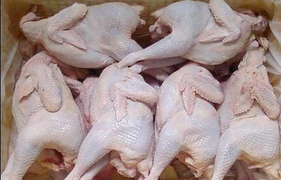 Sự thật kinh hoàng về gà dai thải loại siêu rẻ tràn lan thị trường TP.HCM