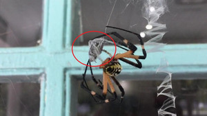 Clip: Rợn người xem nhện cái khổng lồ ăn thịt bạn tình sau khi giao phối