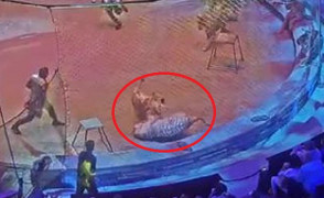 Clip: Đang diễn xiếc, hổ và sư tử nổi điên lao vào cắn xé nhau