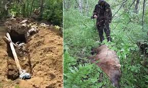 Gấu nâu khổng lồ xới tung nghĩa trang, đào bới các thi thể