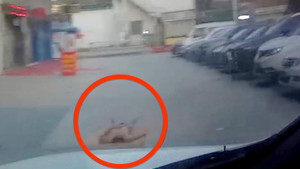 Clip: Ra giữa đường nằm ngủ cho mát, bị ô tô SUV nuốt gọn vào gầm