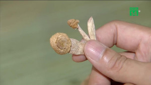 Nấm ma thuật - Ma túy cực độc đang mê hoặc giới trẻ Việt
