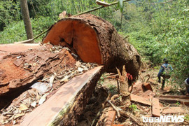 Chủ mưu phá rừng lim xanh ở Quảng Nam, 2 nghi can bị truy nã ra đầu thú