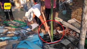 Clip: Choáng với quả mướp dài 2,57m của nông dân Trung Quốc