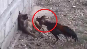 Clip: Gà hung hăng tấn công, dồn chó nép vào tường
