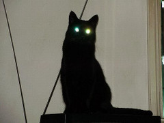 Lời đồn con 'quỷ mèo' ở Nhà Trắng chỉ xuất hiện trước mỗi thảm họa khủng khiếp ở Mỹ