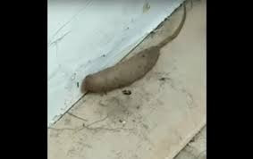 Kinh hãi phát hiện loài bò sát 'ngoài hành tinh' trườn quanh nhà