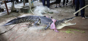 Nghẹt thở khoảnh khắc tóm sống con cá sấu làm loạn đảo Phuket trong vòng hơn chục ngày