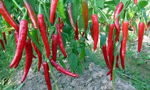 Công ty bầu Đức lỗ 14 tỷ đồng, cổ phiếu HAG vẫn tăng mạnh