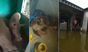 Clip: Lợn gà ăn, ngủ trong nhà cùng người ở rốn ngập Chương Mỹ