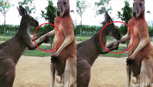 Clip kangaroo hôn tay xin lỗi bạn hút triệu views trên Facebook
