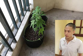 Kỹ sư đồ họa thuê chung cư cao cấp ở Hà Nội cùng bạn gái trồng cần sa