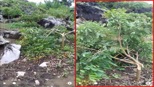 Sắp đến ngày thu hoạch, vườn nhãn ở Sơn La bị kẻ gian chặt phá tan hoang