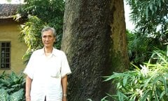 Bí ẩn sự ‘đột tử’ liên tục của 8 ‘cụ’ muỗm ngàn tuổi ở một ngôi đền tại Hà Nội 