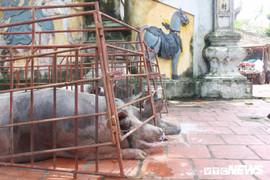 Ngập lụt ở Chương Mỹ: 'Đục nước béo cò'