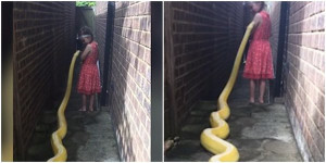 Video: Rùng mình bé gái 5 tuổi chơi đùa với trăn dài gần 4 m
