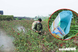 Phun thuốc trừ sâu như mưa dội, những ‘án tử’ chực chờ ở vựa hoa Mê Linh