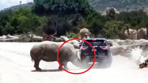 Clip: Tê giác hung hãn tấn công xe ô tô gia đình trong công viên