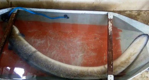 Ngư dân Nghệ An câu được cá lệch khủng dài gần 2 mét