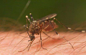 Loài muỗi đặc biệt có khả năng ngăn chặn dịch sốt xuất huyết