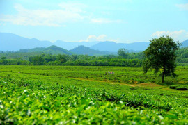 Phát hiện thi thể người đàn ông trên đồi chè ở Nghệ An